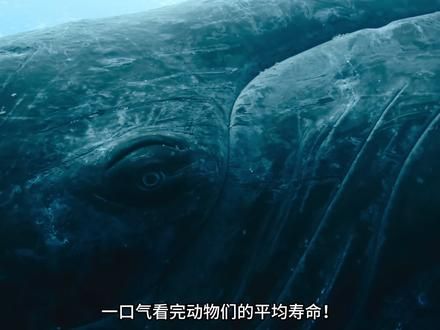 从只能存活几小时到永生的动物,一口气看完 #古生物 #动物的寿命