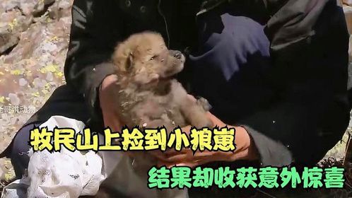 牧民上山捡到一窝狼崽，好心带回家收养，结果却有了意外的收获