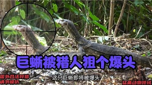 巨蜥被猎人狙个爆头，可随后草丛里排着队冒出来，实在太生猛了
