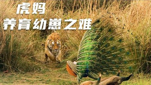 虎妈拉杰贝拉：幼崽抚育之难与领地之危
