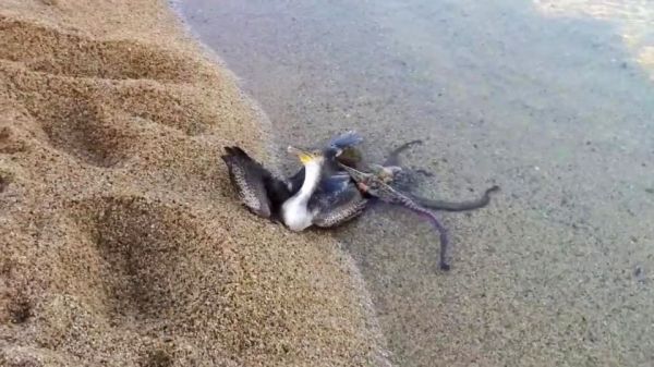 海鸥捕食章鱼，结果反被其拖入海中，镜头记录惊险一幕！