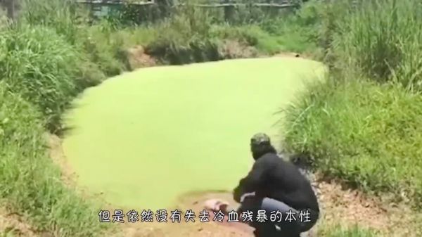 鳄鱼逃出动物园，好不容易抓住，这时候意外发生了