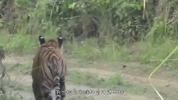 虎王狩猎400斤野猪，13秒咬断野猪脊椎，瞬间秒杀！