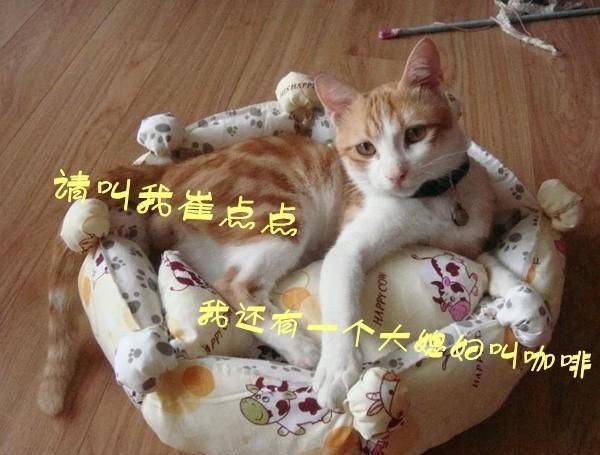 家里养宠物的 冬天到了 给你家猫狗主子做个温暖的宠物南瓜窝吧