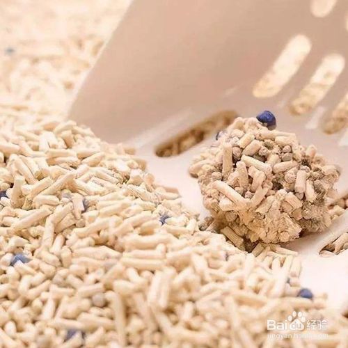 给宠物猫使用猫砂前需要做哪些准备？