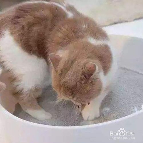 给宠物猫使用猫砂前需要做哪些准备？