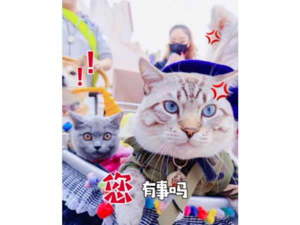深圳宠物聚会哪家好,宠物