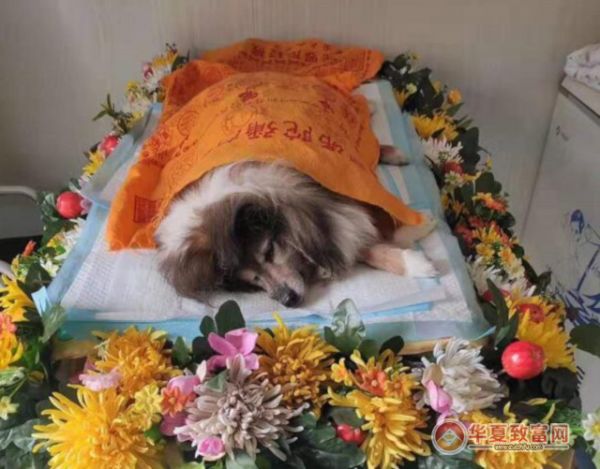 宠物殡葬加盟