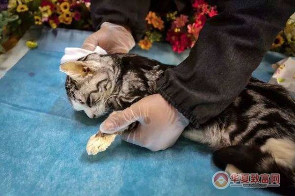 宠物殡葬加盟