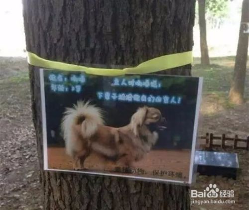 人狗情未了！宠物墓园，葬的是什么？