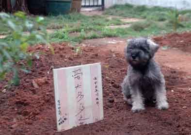 宠物尸体咋处理?海口市民在自家花园为爱犬建坟