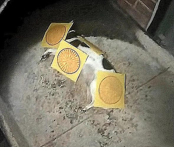 狗火（狗火化）