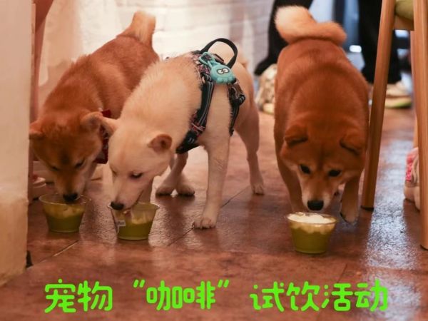 第13集：大连宠物友好店—宠物"咖啡"试饮圆满结束。在上周日，我们邀请了三位孩子和它们的家人到店试饮了宠物"咖啡"系列之南瓜雪顶的活动，活动现场孩子们特别喜欢喝，这里面有两个五个月的孩子，还有一个成年宝宝，都能很好的接受我们这款饮品。试饮活动结束后，这些孩子的家人我们进行了试饮回访，反馈的信息都是很好的，我们在试饮这款产品前，也进行了内测，现在店内正式向市场投放，欢迎家长带孩子们前来品尝。 #柴犬 #大连宠物友好 #大连宠物友好餐厅 #宠物友好咖啡厅 #小馋狗
