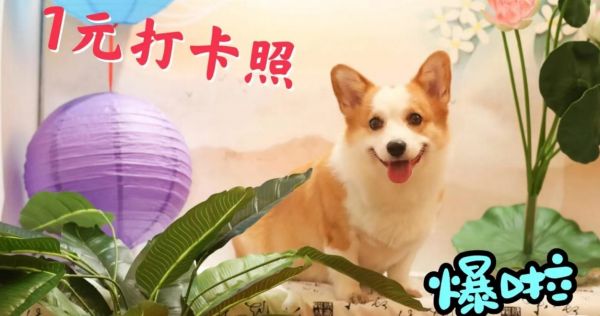 第17集：大连宠物友好–宠物咖啡馆里的狗狗照。宝子们，还有20多天就到中秋节啦，上个周末两天店里一下来了将近20个孩子，店内爆满。 这不给大家准备了中秋节日主题打卡区，孩子们争先拍照，都要在这个中秋过一个有仪式感的节日，看看这些孩子们的照片，每个孩子都超可爱(稍后会有更多孩子照片出现)。 看看那三柴宝宝，太乖了吧，右边那孩子还会wink，哈哈，每来一个孩子，给它们拍照是最有趣的事情啦。 更有趣的是那三西高地，周日下午偶遇，这下店里好不热闹，成了西高宝宝聚会，三小孩玩的超开心 目前囍焕咖啡推出一元打卡照限100 位，开馆半个月将近60个孩子们到店体验，名额所剩不多。 #狗狗 #萌宠出道计划 #柯基 #萌宠日常记录 #大连宠物友好