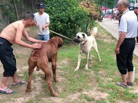 兽王之争:坎高犬VS土佐犬,勇气与智谋的对决震撼全场! #狗场 #大型犬 #狗市 #赛级犬 #土佐犬 #金毛 #坎高犬 #斗狗 #斗狗比赛 #斗狗爱好者