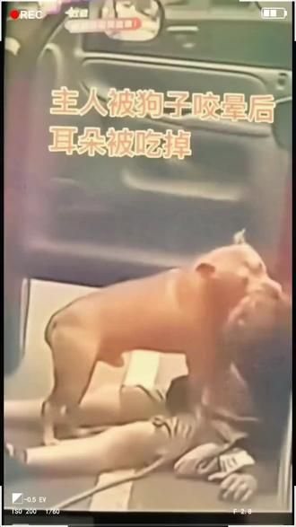 我家狗不咬人