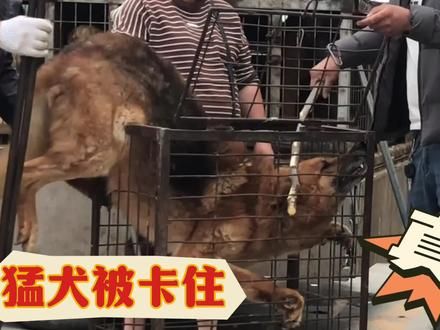 咬人的狗必须用铁夹,猛犬卡在铁笼上无人敢碰,上车后被生猛教训