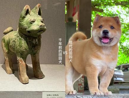 跨越千年的相遇 中华田园犬在中国有几千年的历史 而被人现在一直嫌弃说它是土狗#中华田园犬 #狗狗 #土狗 #田园犬 #萌宠