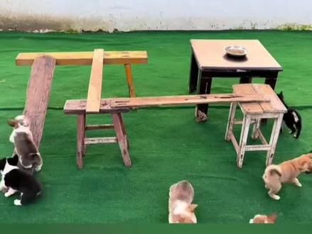 #上热门 #狗狗 #主人给狗狗摆迷魂阵吃饭…
