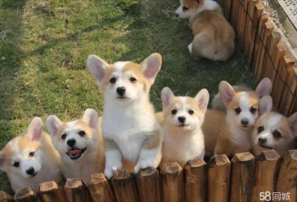 酷尚宠物·柯基犬个人出售领养自家纯种宠物狗 威尔士柯基幼犬小型犬狗狗幼崽活体