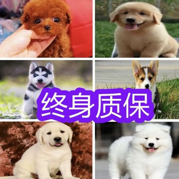 店主头像