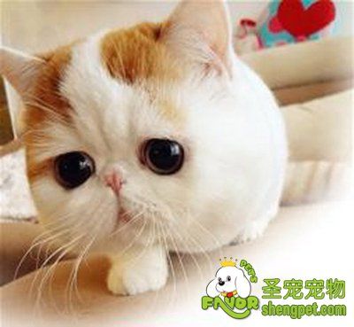 狗猫绝育手术异同