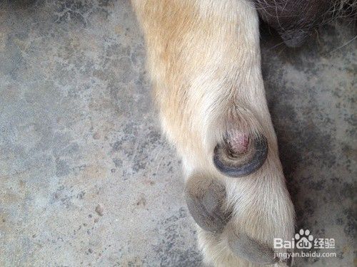宠物狗清洁小窍门