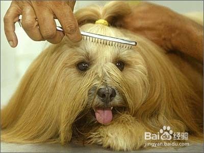 宠物狗清洁小窍门