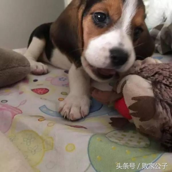 为什么狗要带出去遛？有哪些好处？长期不带出去基本上废了！