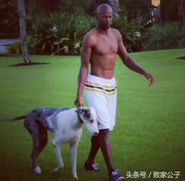 为什么狗要带出去遛？有哪些好处？长期不带出去基本上废了！