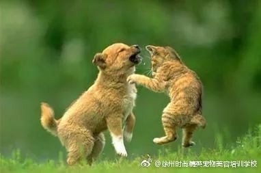 图片来自网络