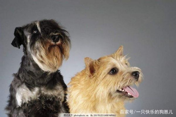 狗狗的交配和生产过程，你知道吗