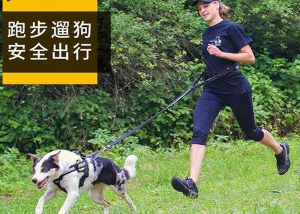 北京宠物训练营（北京恩宠宠物训练基地）