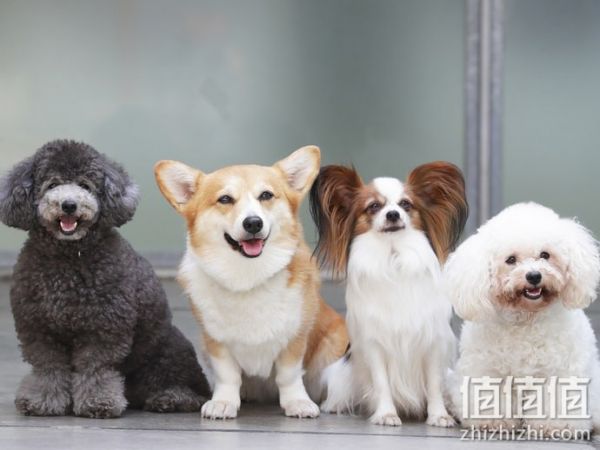 狗狗零食选购指南