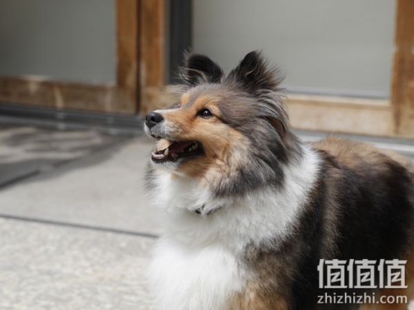 狗狗零食选购指南