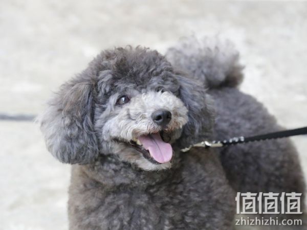 狗狗零食选购指南