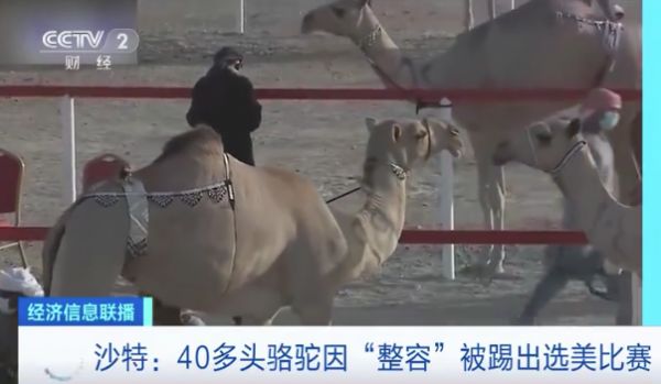 央视视频截图