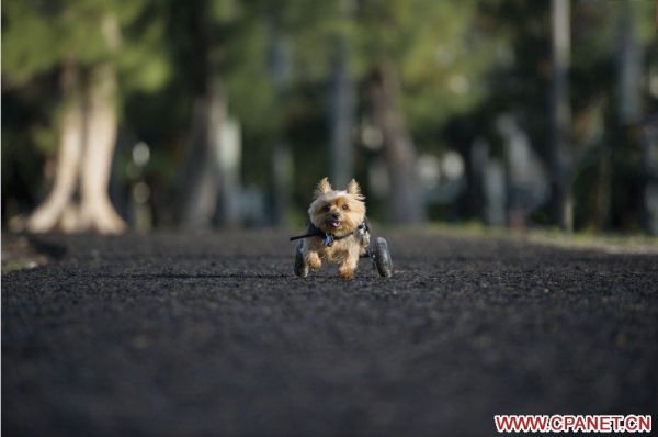 【2014最有爱的摄影比赛】“给爱犬的一封信”主题图文比赛