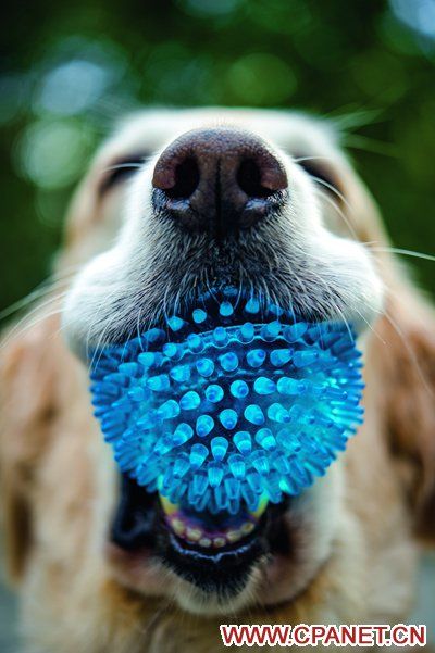 【2014最有爱的摄影比赛】“给爱犬的一封信”主题图文比赛