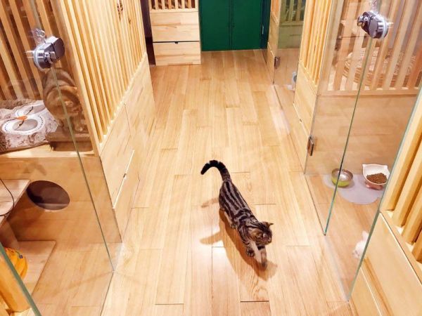 能看到左侧房间底部是猫用于方便的底座，猫可从圆口进入。
