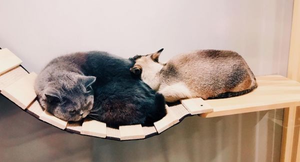 猫在专门放置的悬木上睡懒觉。