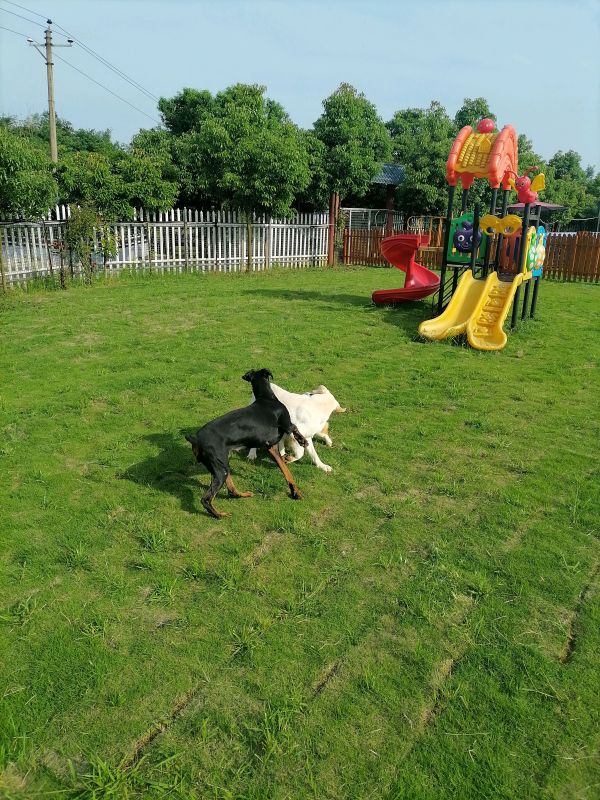 裕丰宠物训犬寄养学校·裕丰训犬寄养基地，假期预定中！全天24小时营业！狗狗寄养纠正狗狗坏习惯