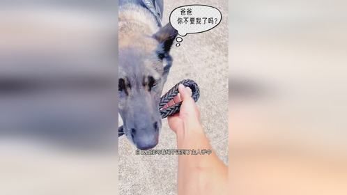狗 -休想把我带走