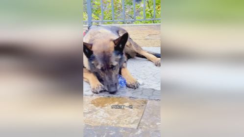 狗子口渴自己要水喝
