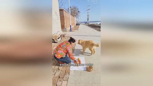狗子买苹果