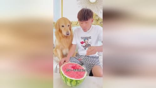 狗狗就来一勺