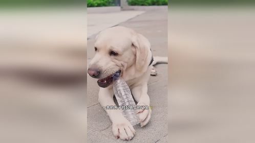 狗狗帮助残疾人