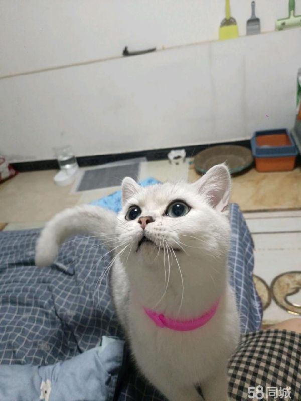十堰宠物店/服务·寻找十堰本地小公猫借配