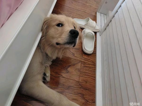 十堰市万顺汽车服务中心·代遛狗上门喂猫！