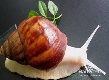 宠物蜗牛怎么饲养?